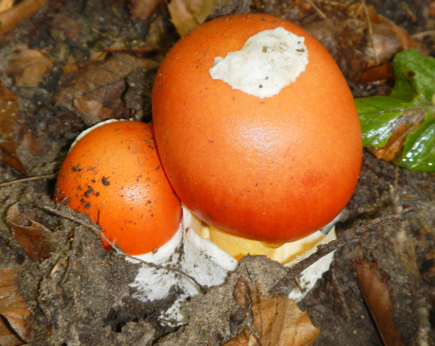 amanita casearea