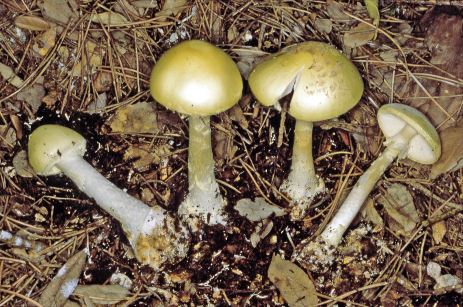 amanita citrina 1