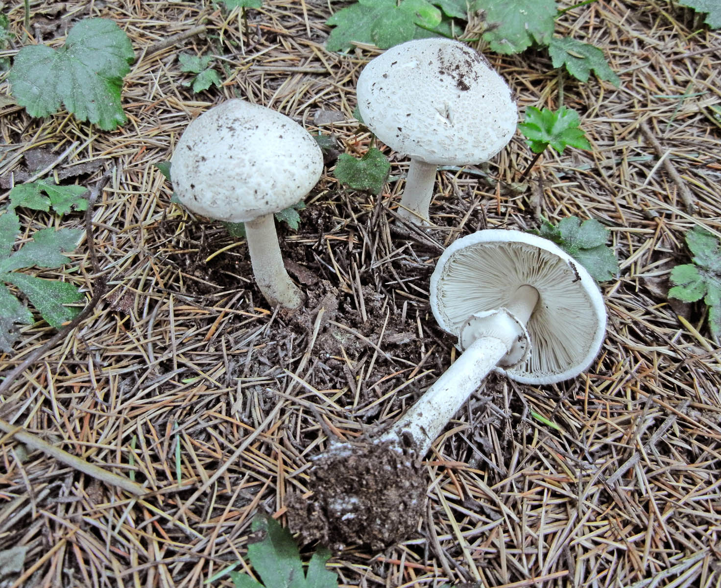 amanita citrina.2