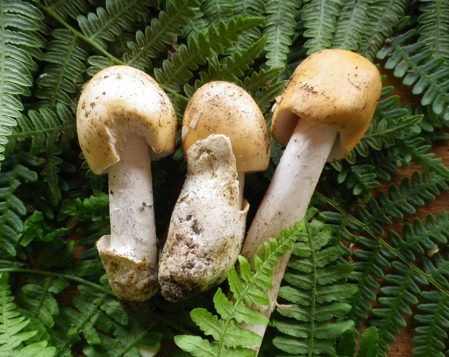 amanita crocea var.subnudipes  fare scheda