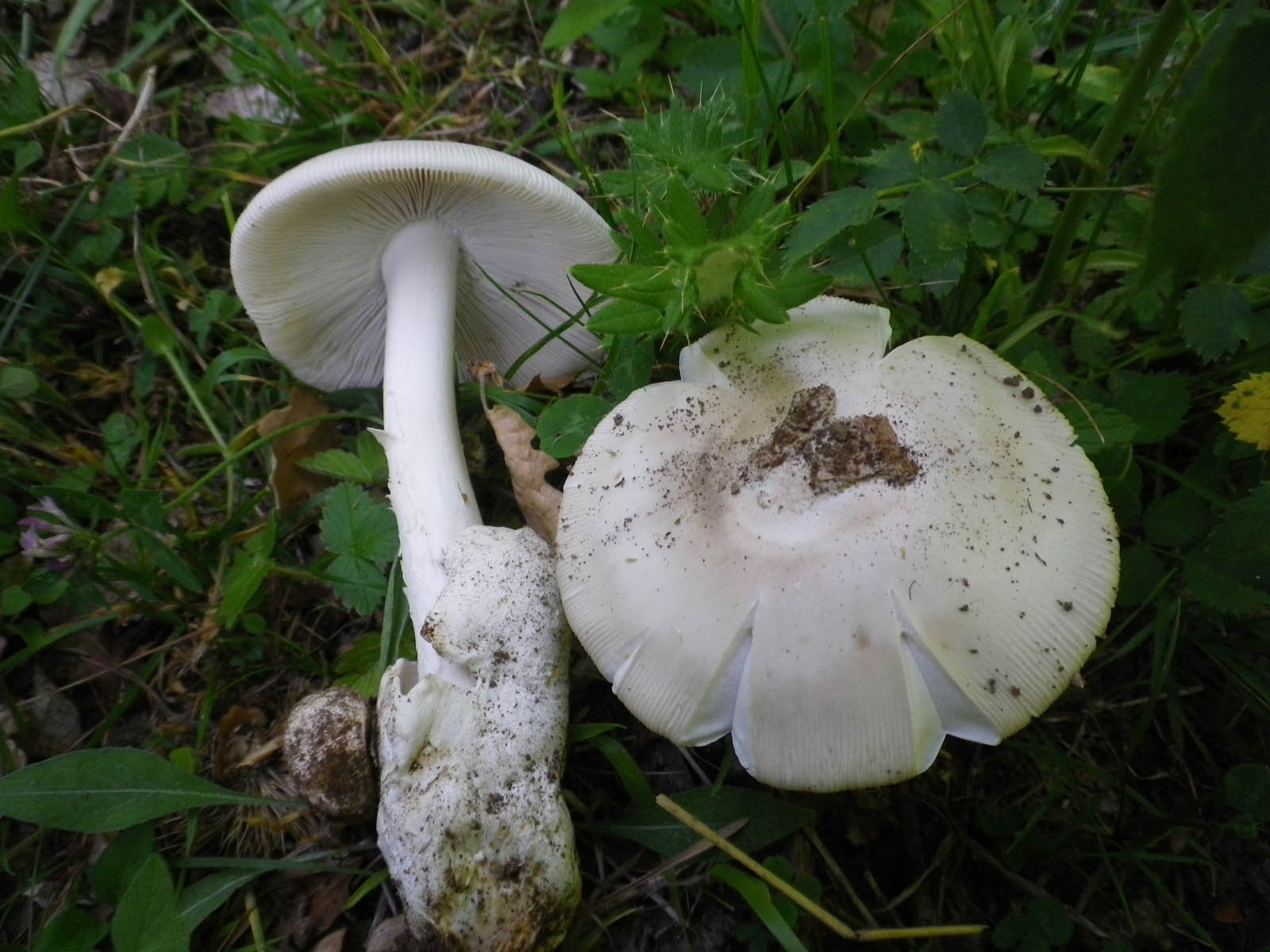 amanita lividopallescens