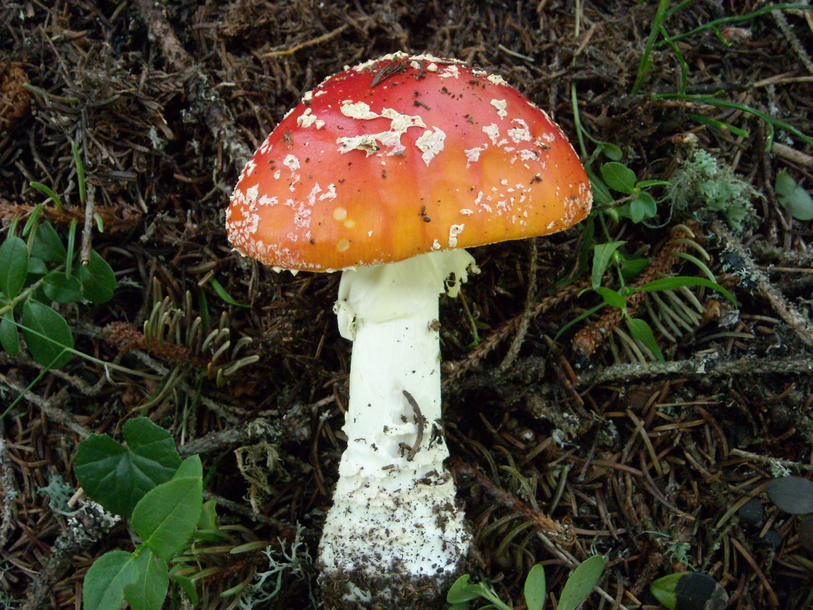amanita muscaria per silvano