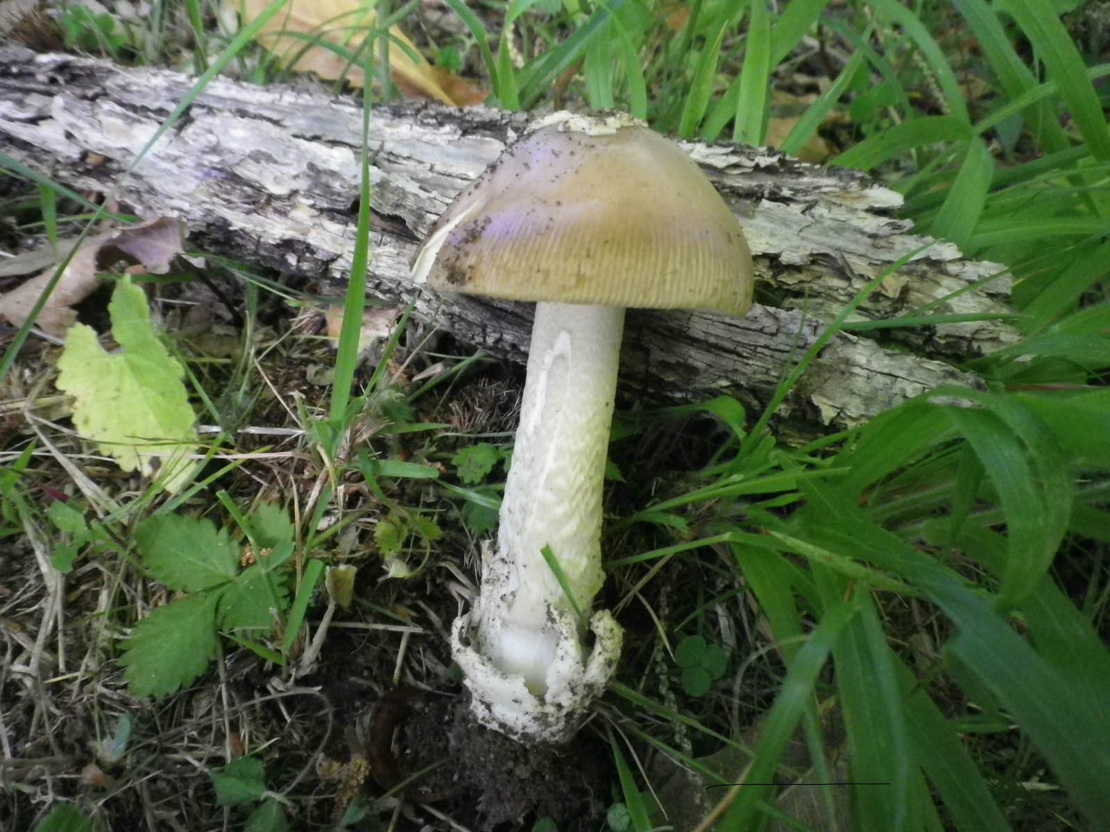 amanita oblongispora 