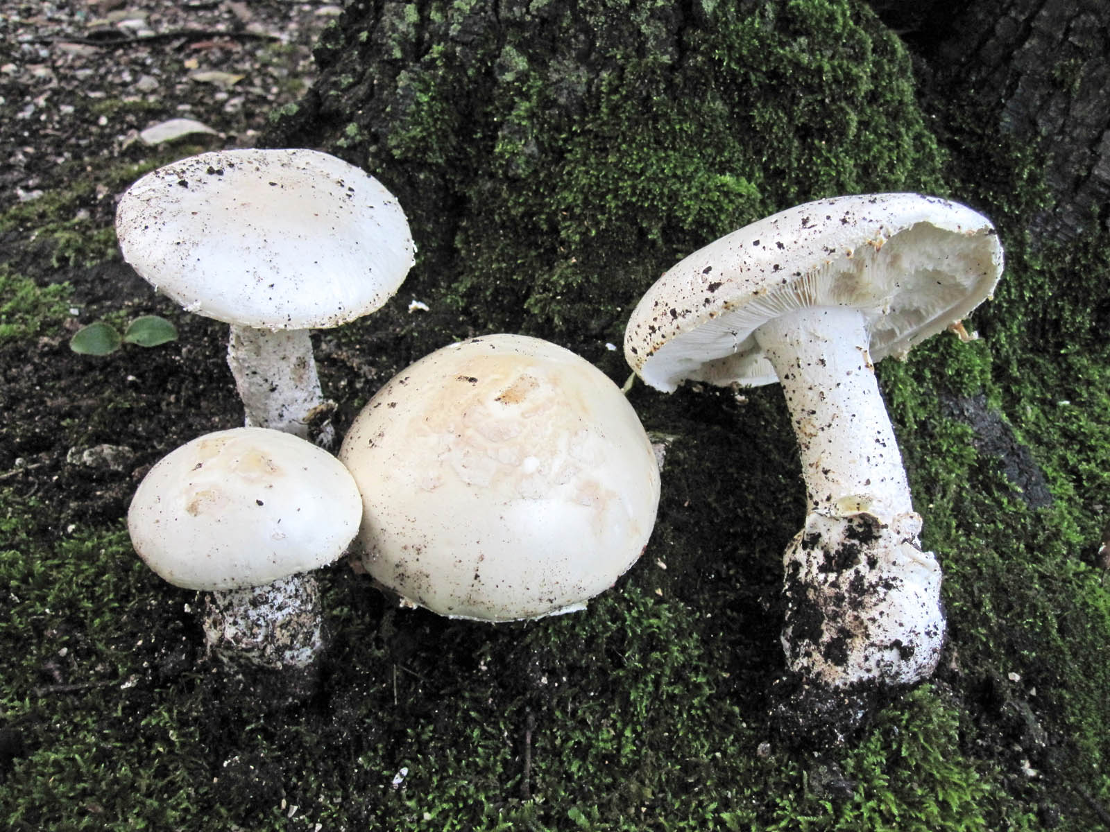 amanita ovoidea