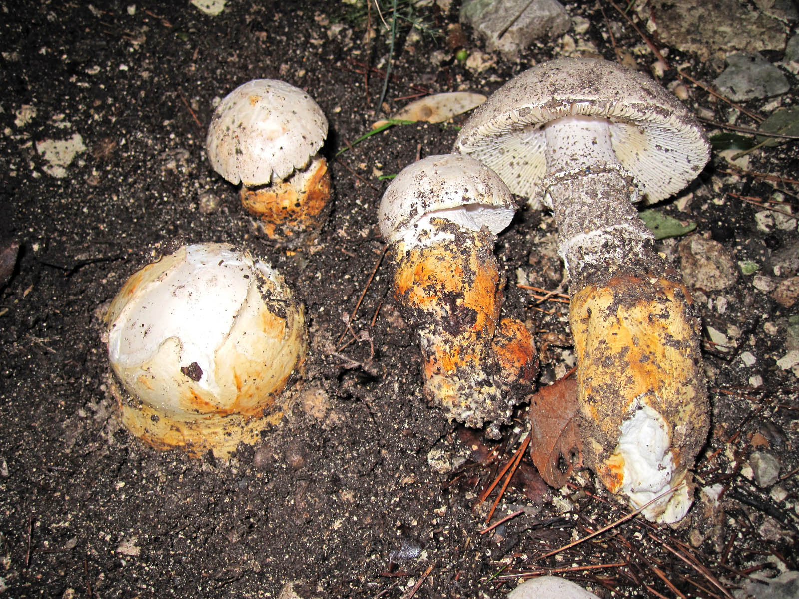 amanita proxima