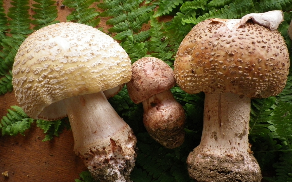 amanita rubescens nuova foto in sostituzione