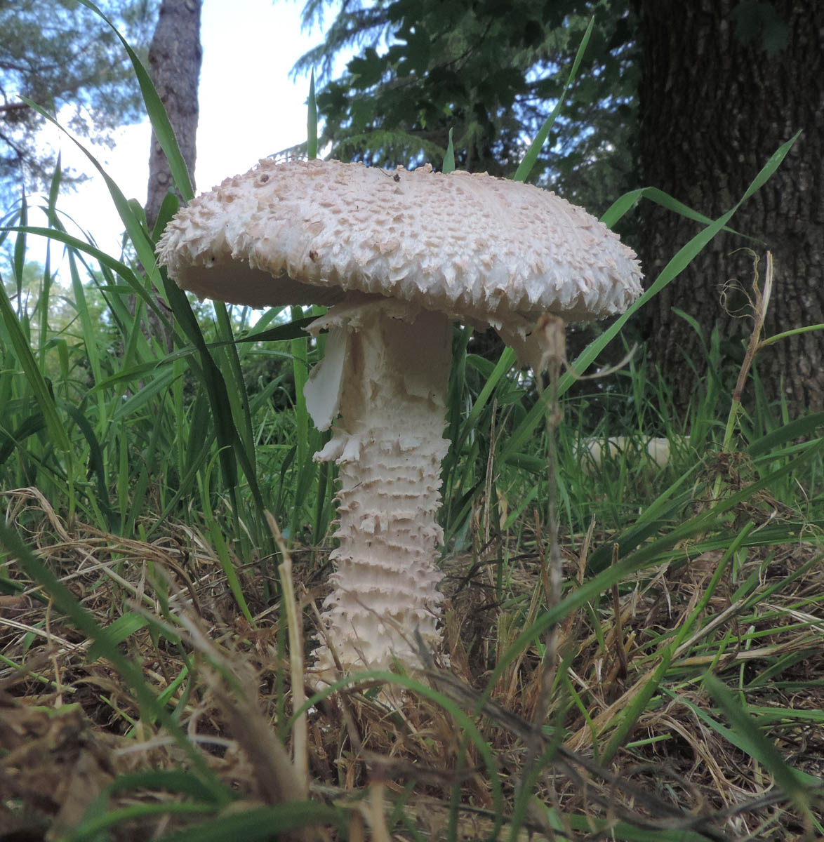 amanita vitt per sislvano