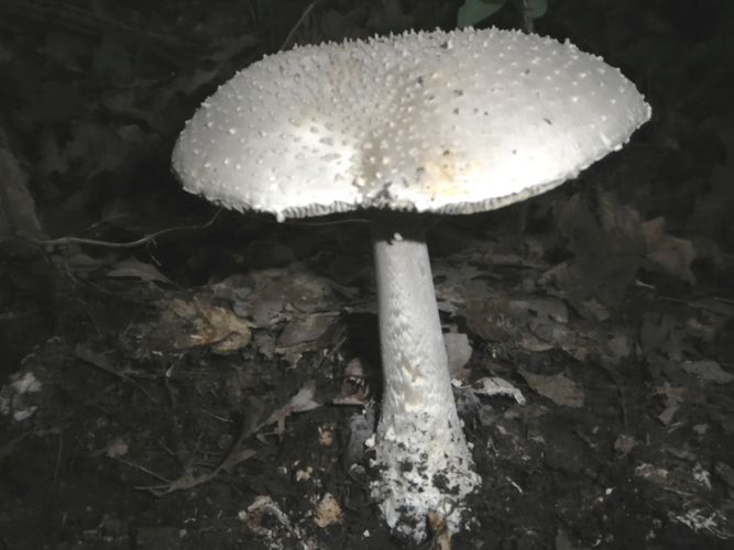 amanita_echinoc_Selva_di_Gallign