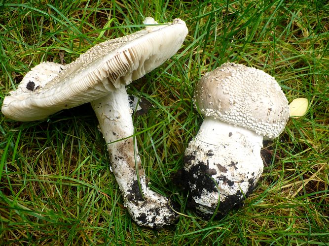 amanita_echinocephala