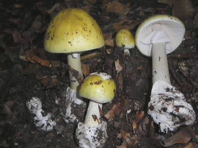 amanita_fal