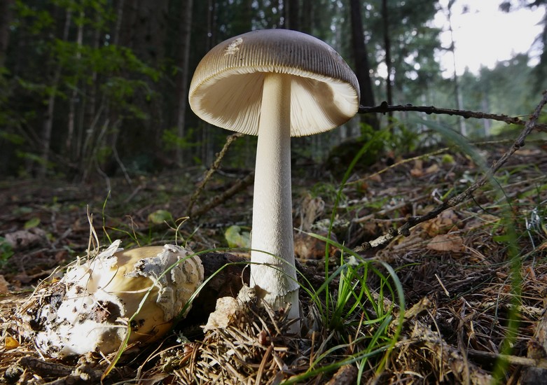 amanita ocraceomaculata