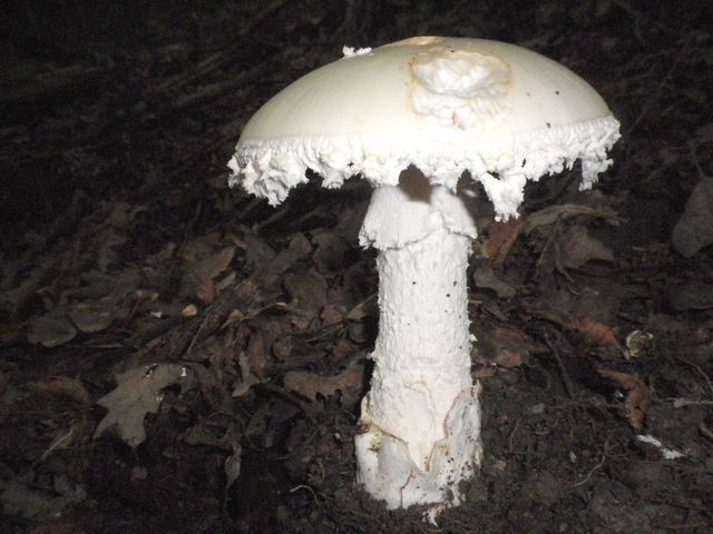 amanita_ovoi_Vallacera