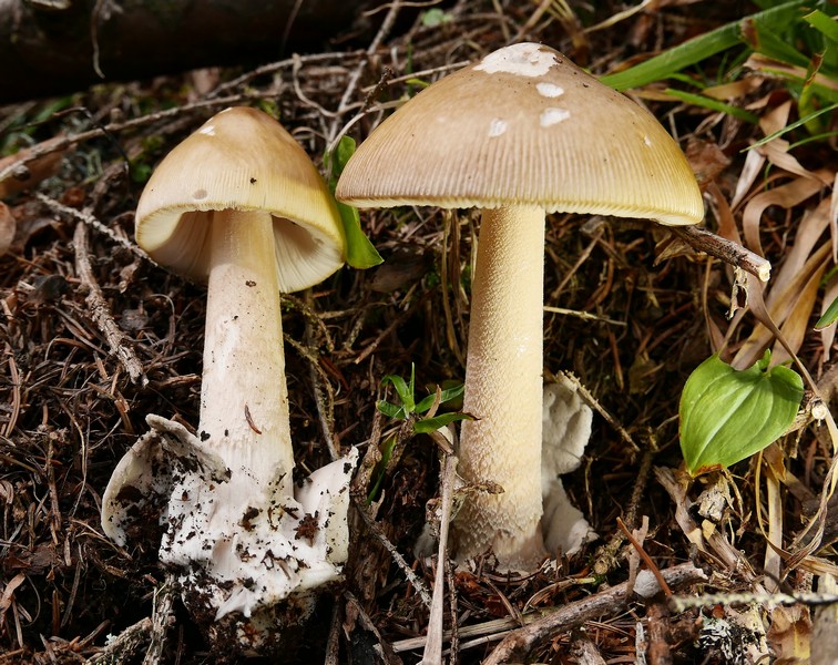 amanita submembranacea2