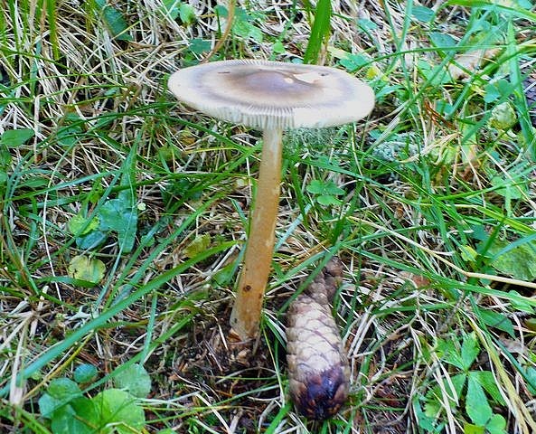 amanita_umbrinolutea