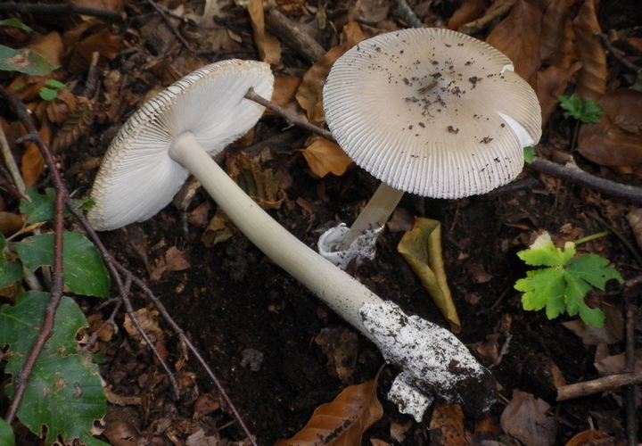 amanitopsis_vagainata
