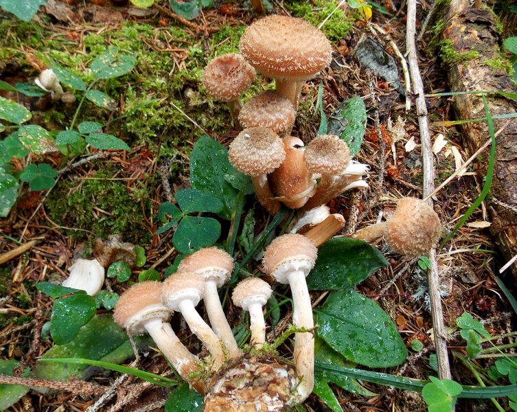 armillaria ostoyae