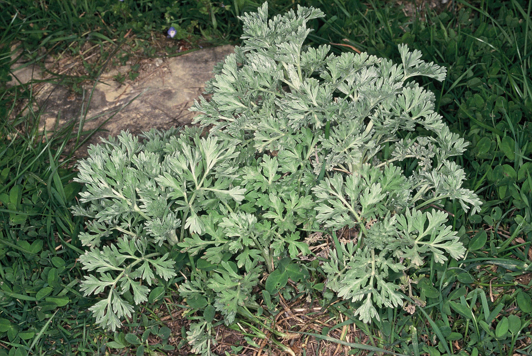 artemisia absinthium 2068