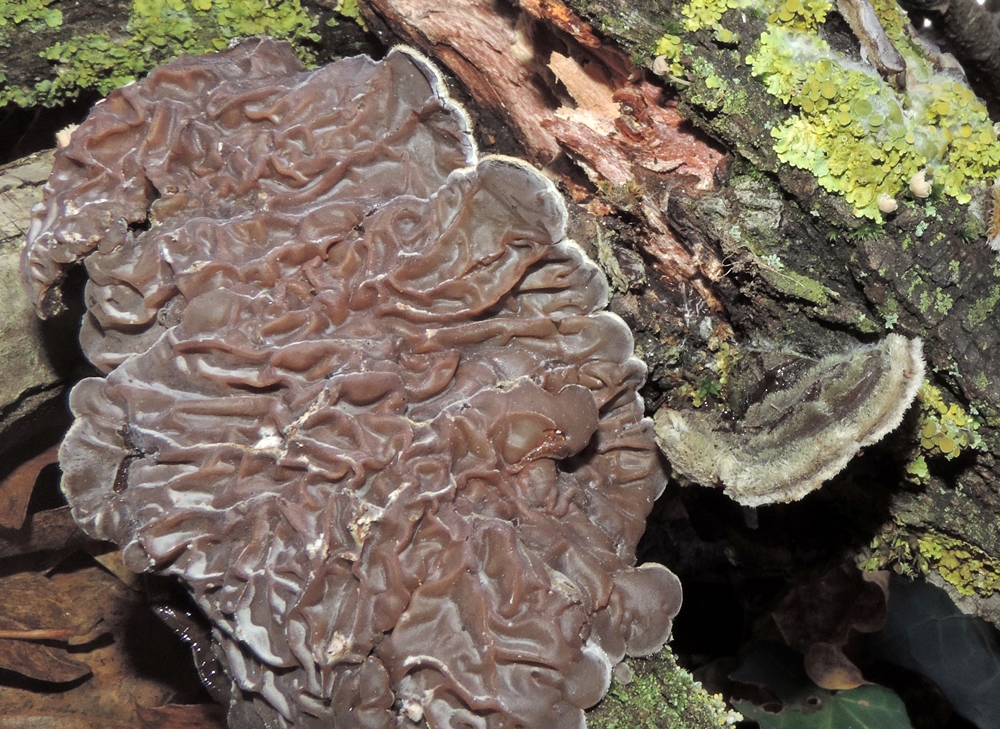 auricularia mesenterica nuova foto