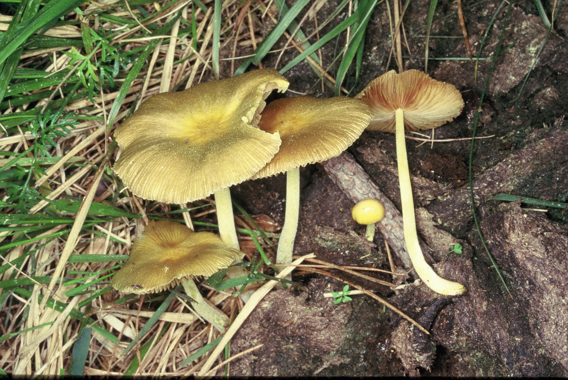 bolbitius titubans