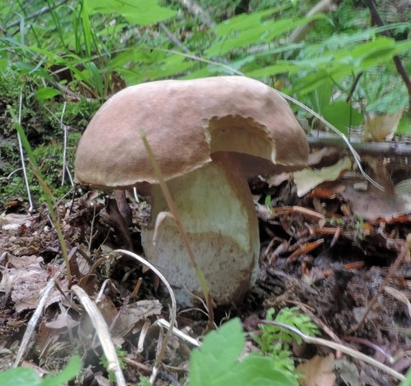 boletus aestivalis x silvano