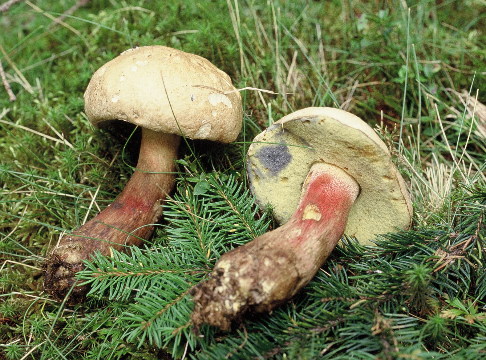 boletus calopus