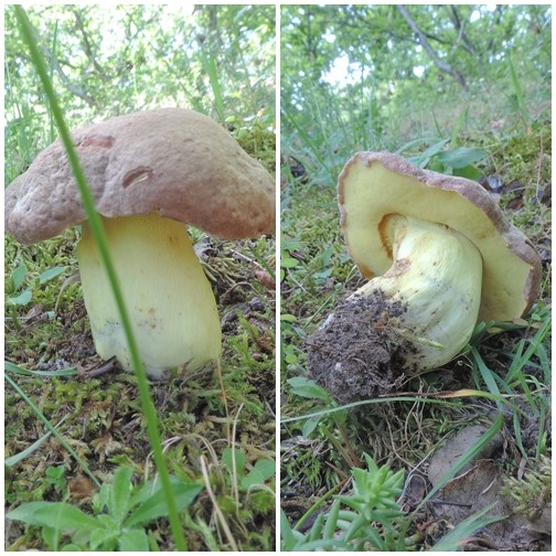 boletus fechtneri