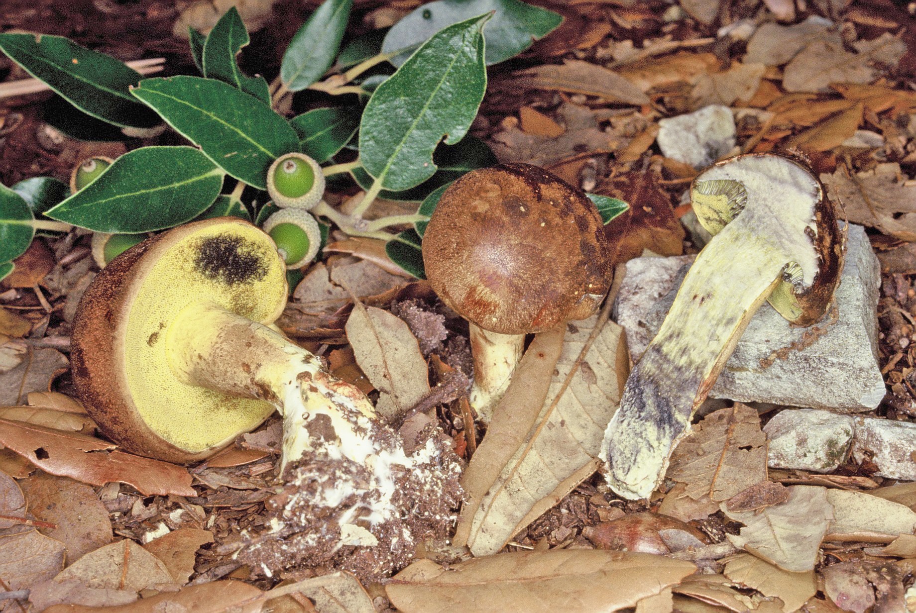 boletus fragrans