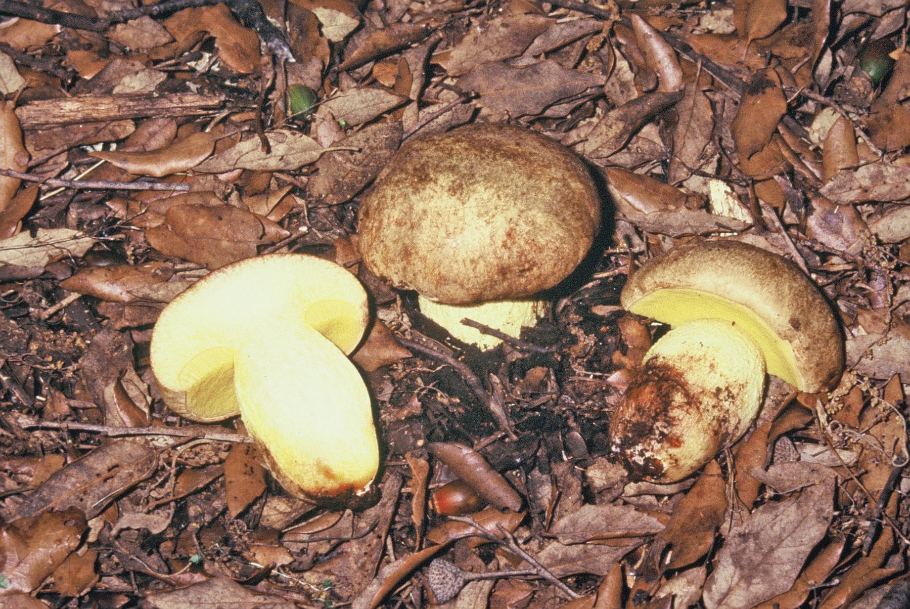 boletus impolitus