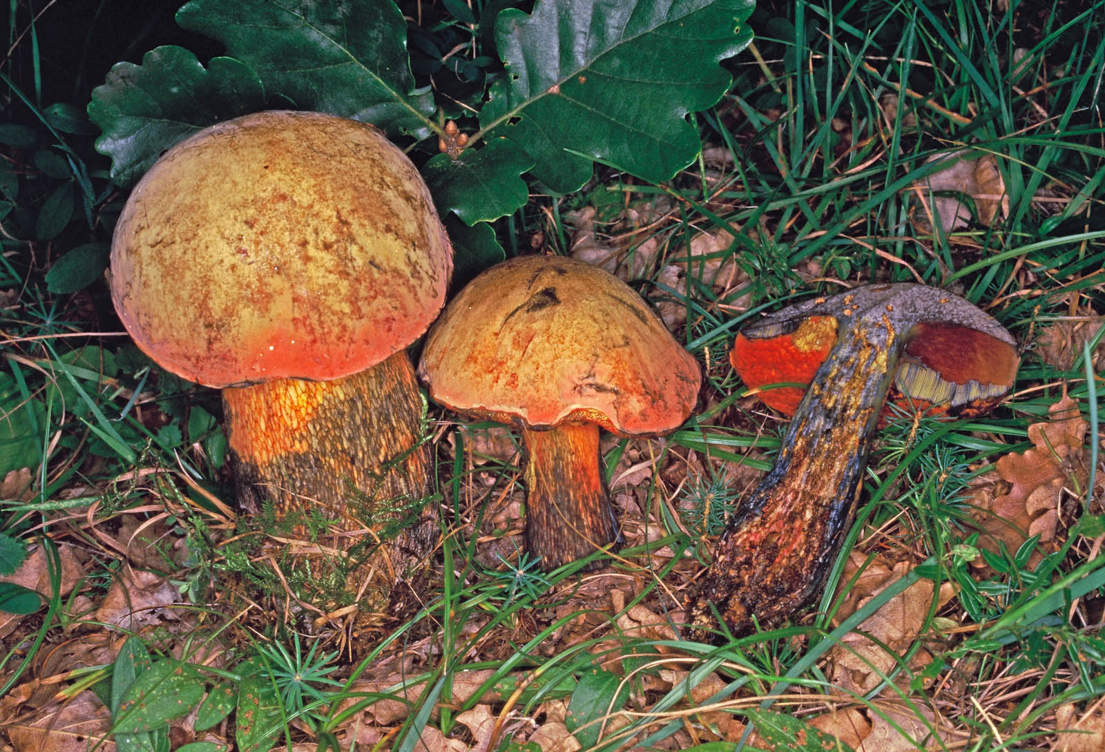boletus luridus 395