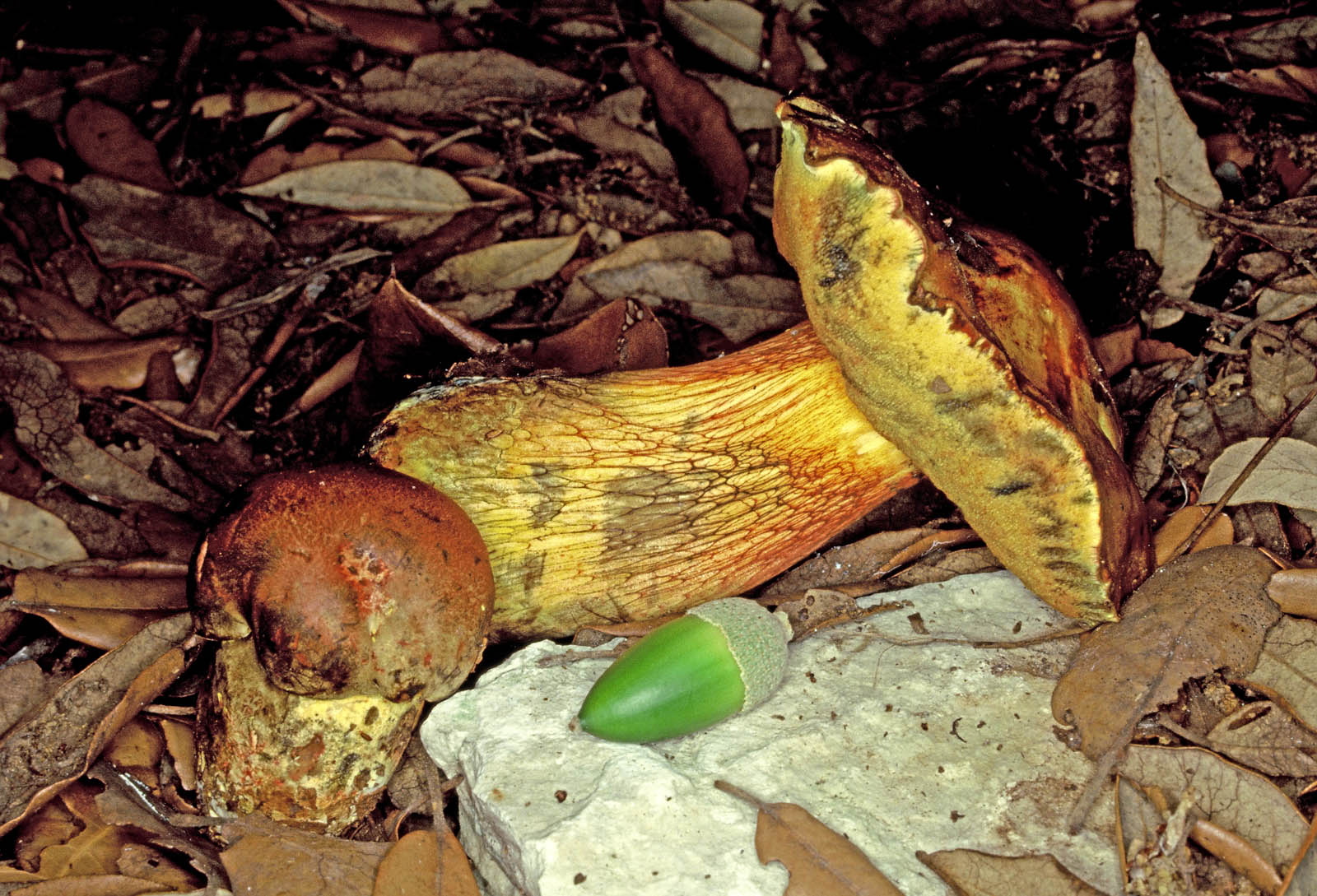 boletus poikilochromus 48