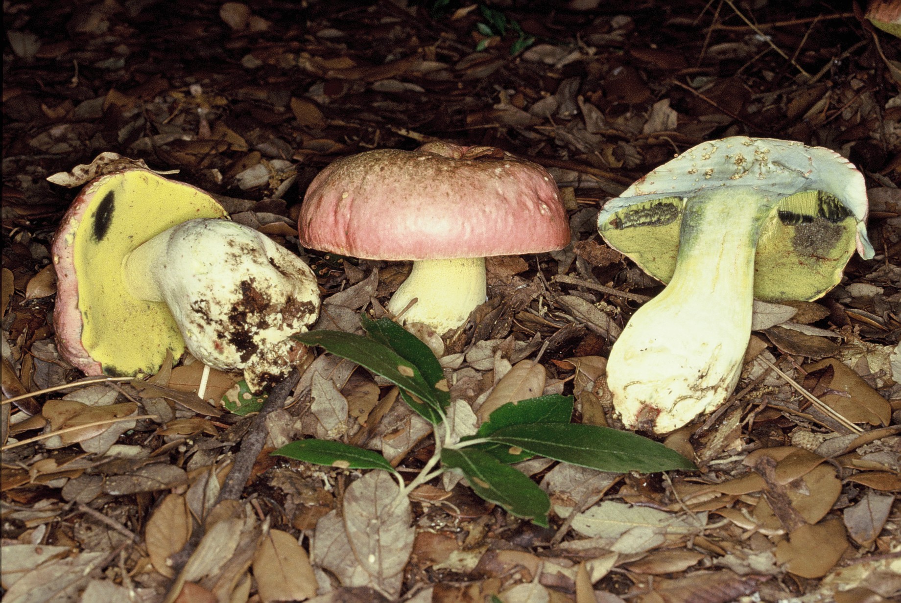 boletus pulchrotinctus-133