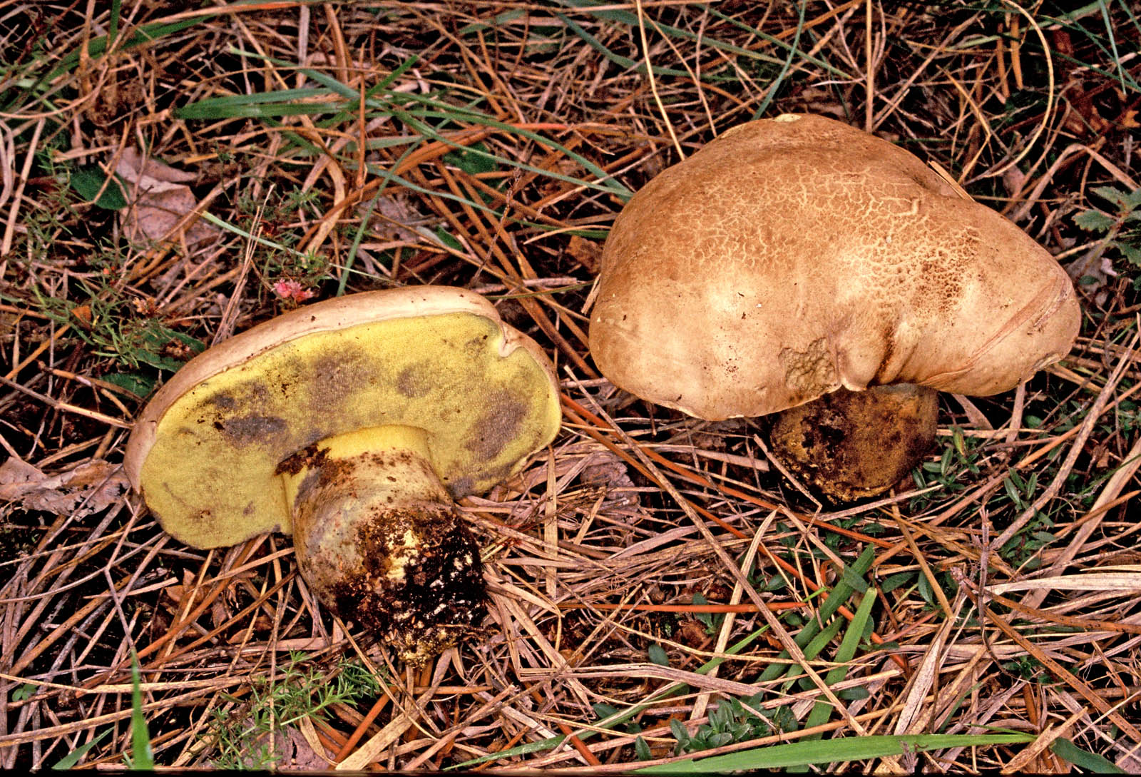 boletus radicans