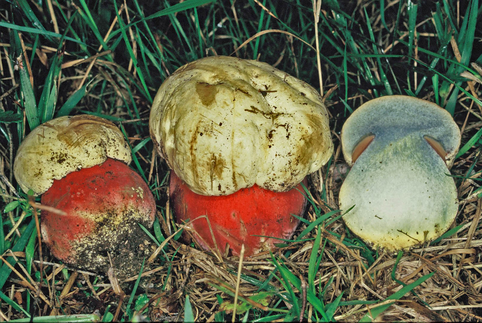 boletus satanas-583