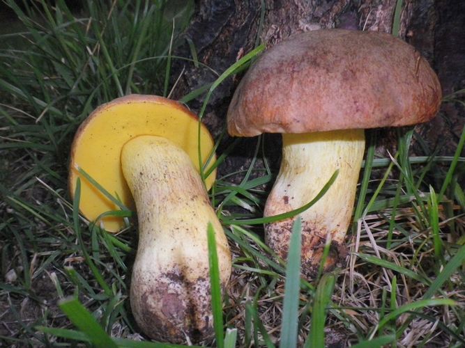 boletus__depilatus