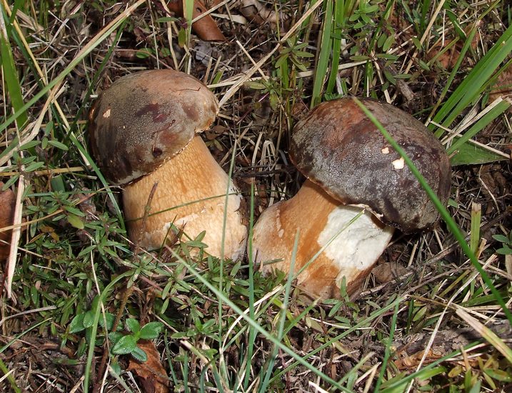 boletus aereus