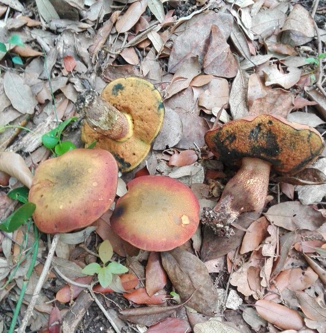 boletus poikilochromus conero