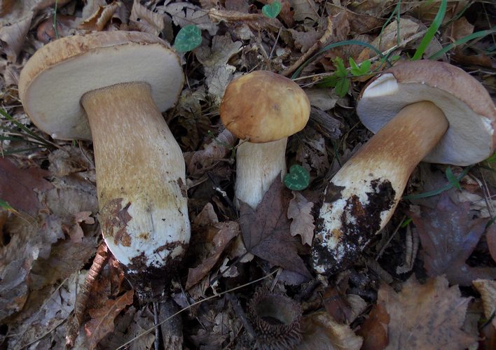 boletus reticulatus