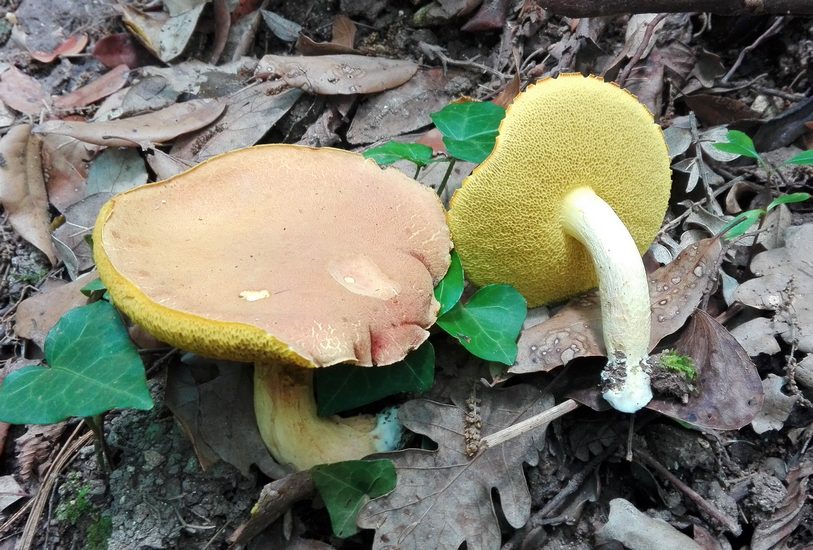 boletus subtomentosus