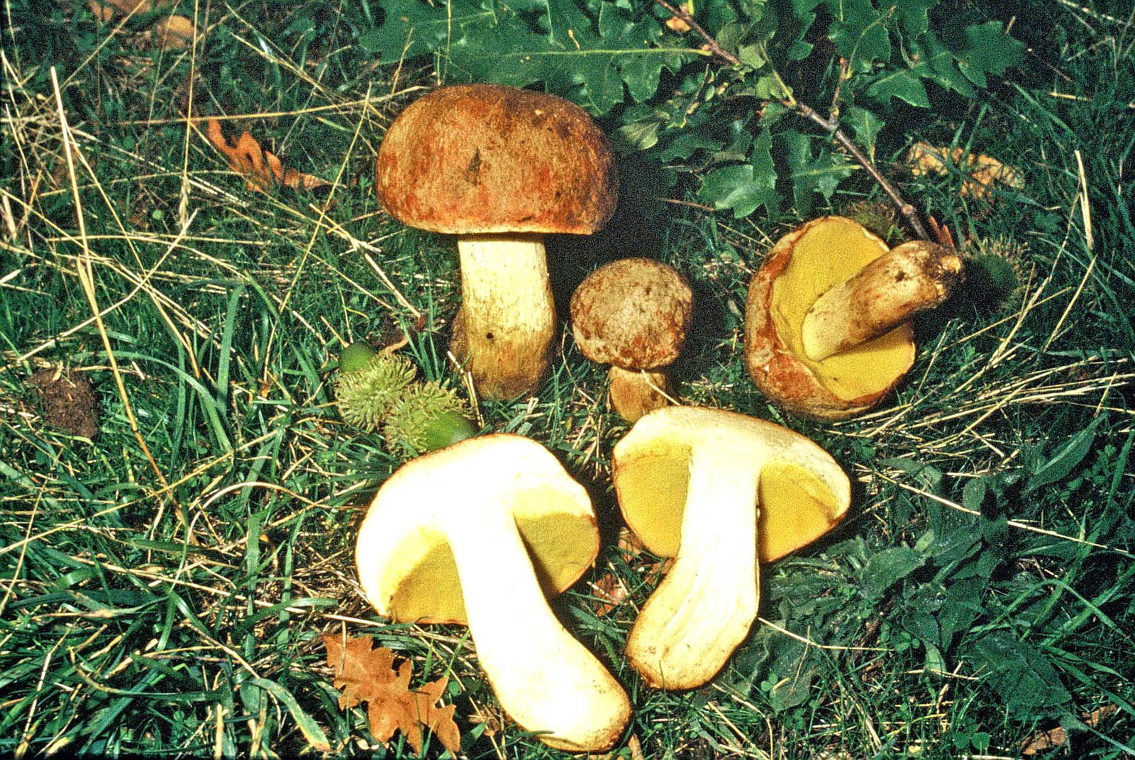 butryboletus appendiculatus