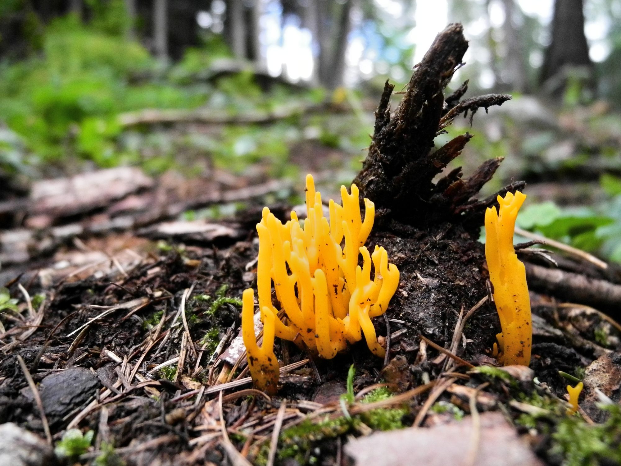 calocera viscosa