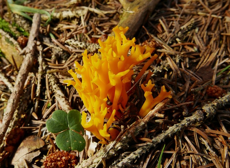 calocera viscosa