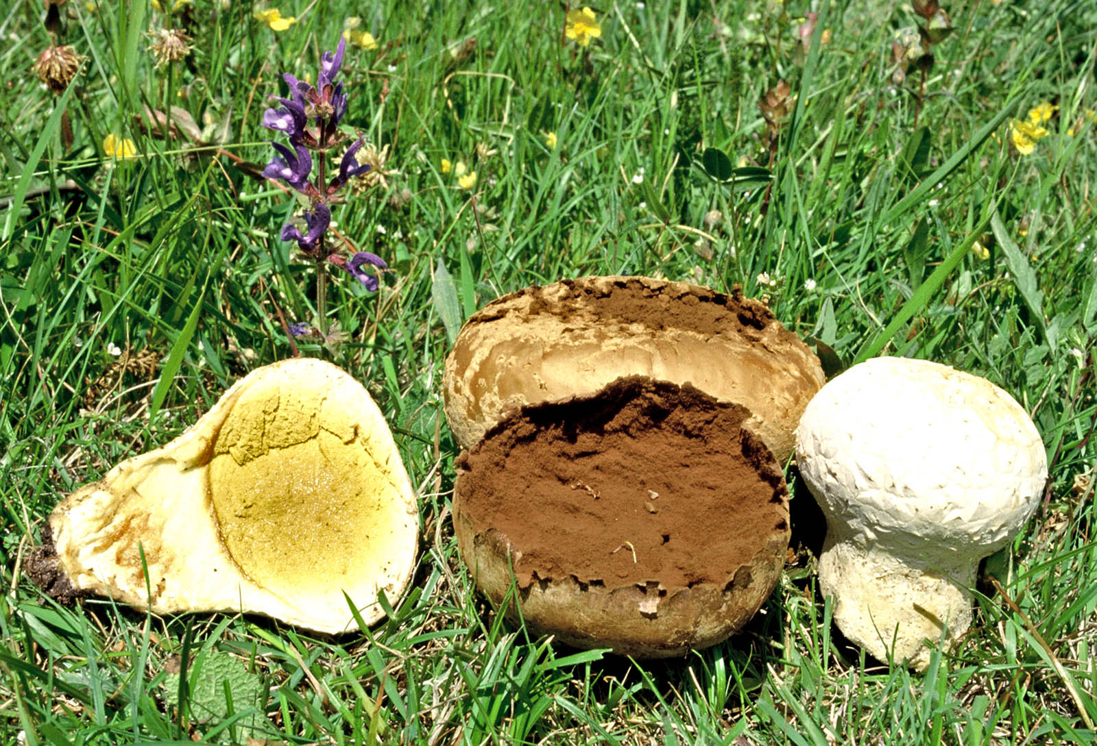 calvatia utriformis