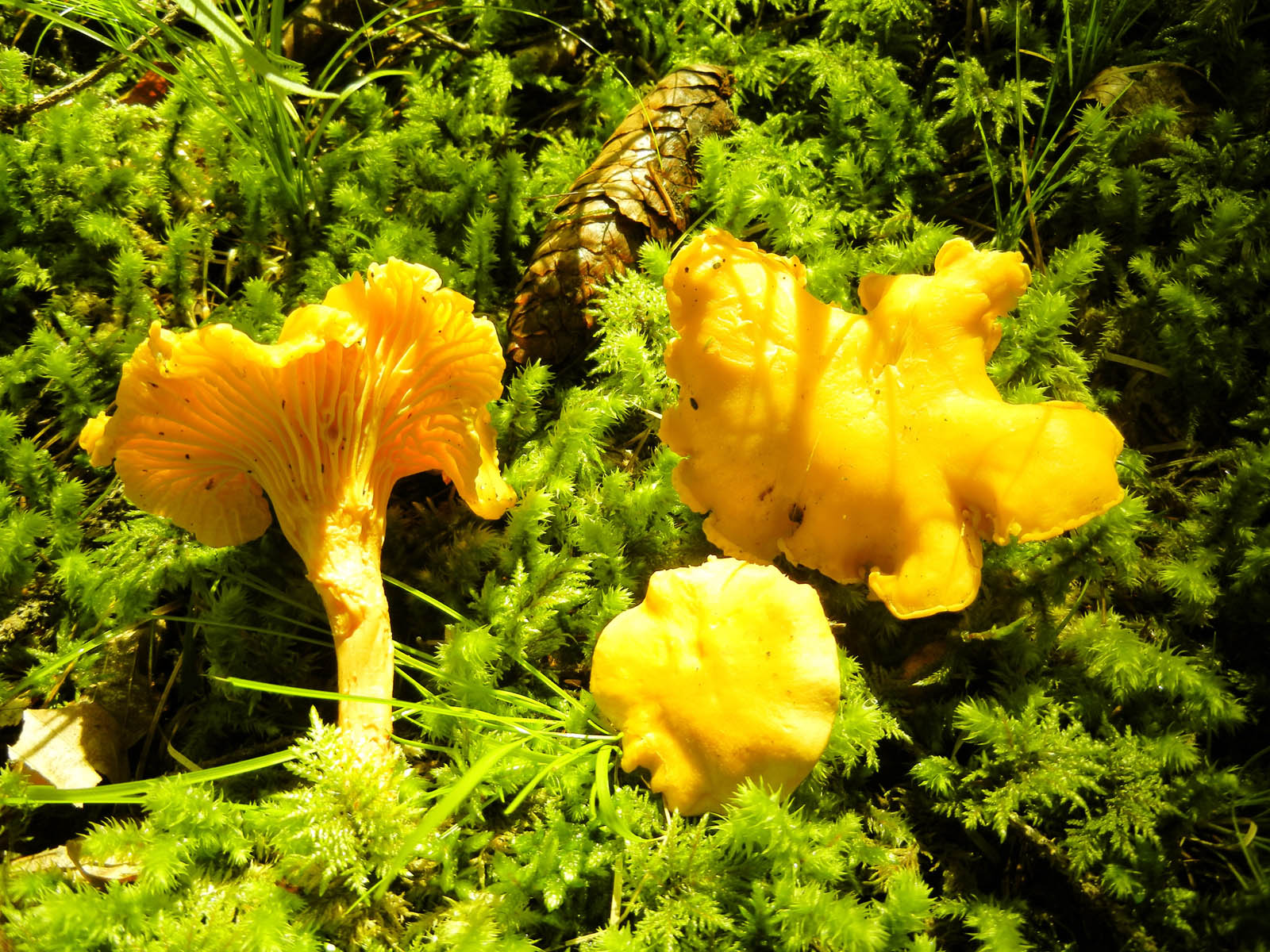 cantharellus cibarius
