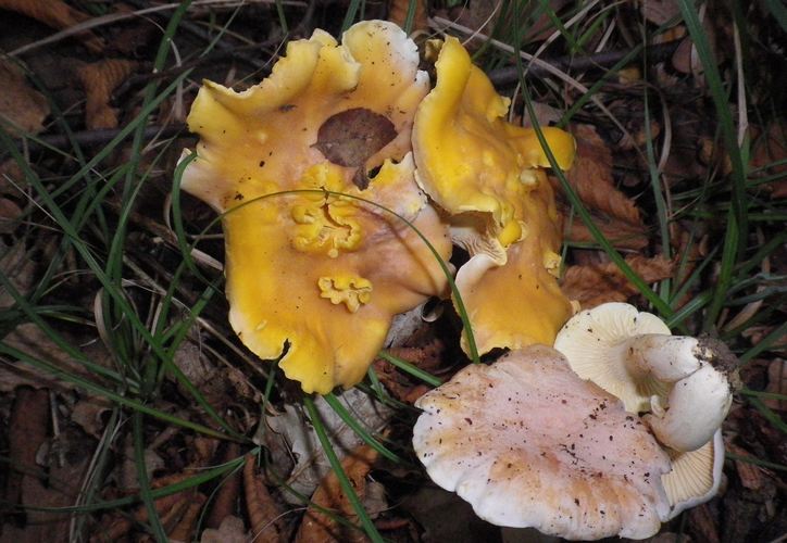 cantharellus_lilacinopruinatus_Hermitteeyssart__poumarat