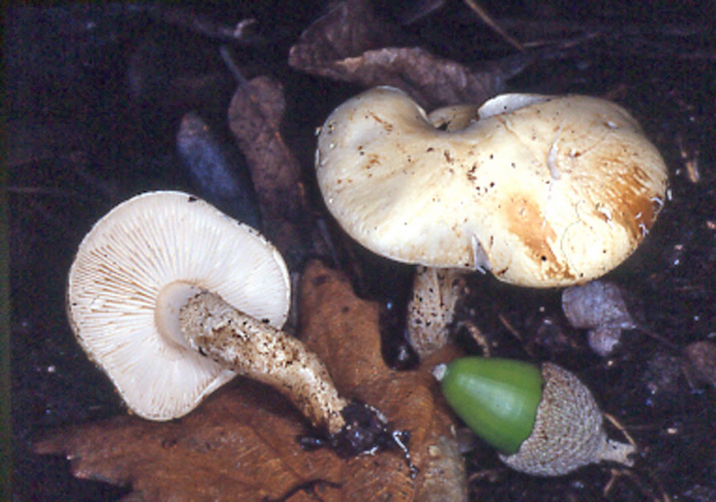 chamaemyces fracidus