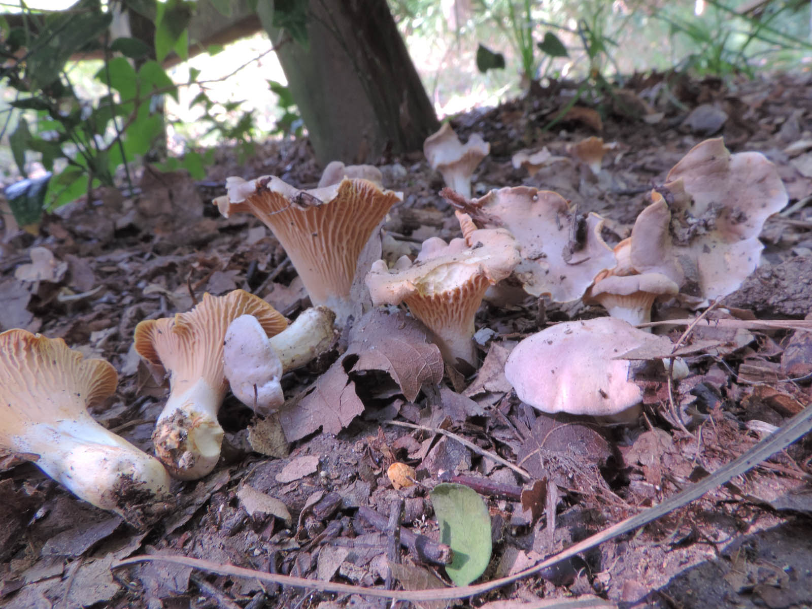 chantharellus lilacino pruinatus