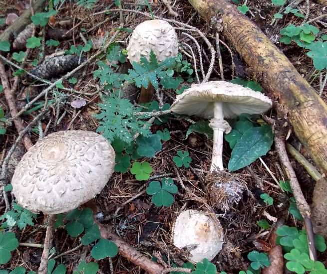 chlorophillum rhacodes