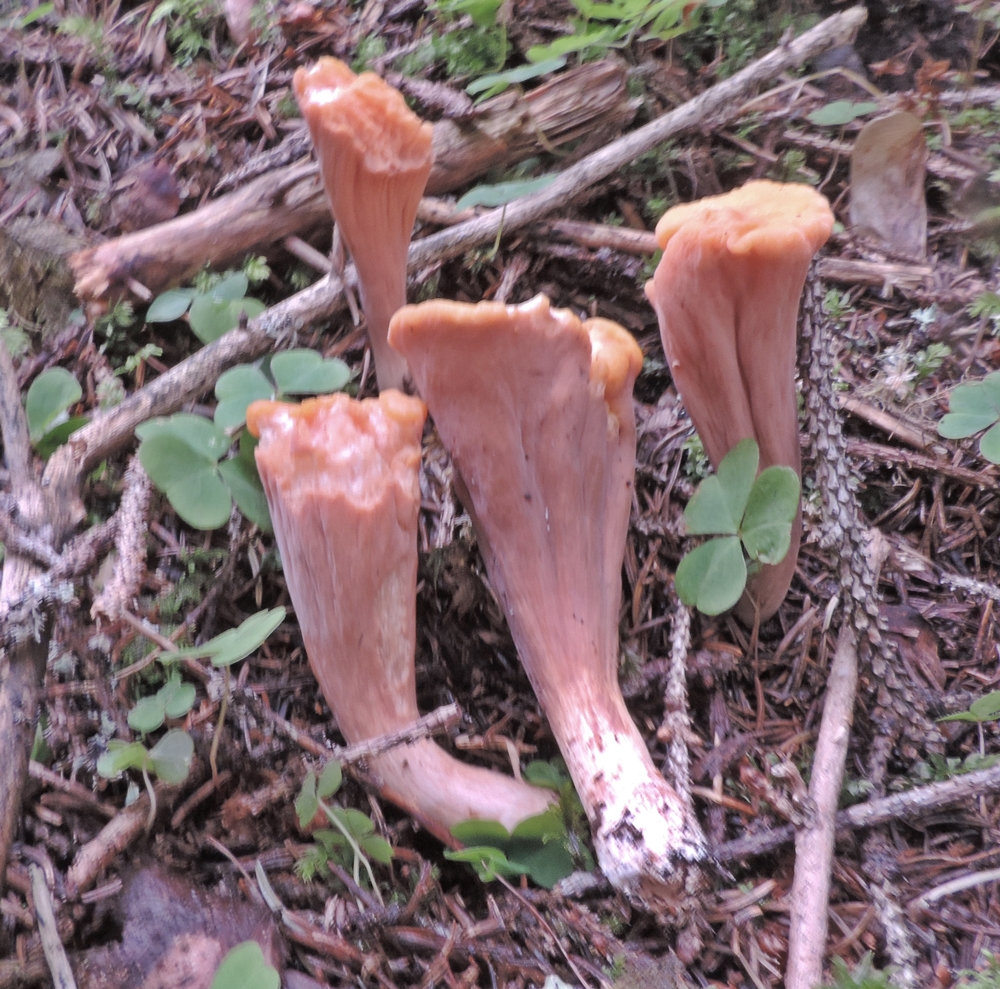 clavaria truncatus nuova foto x scheda 1