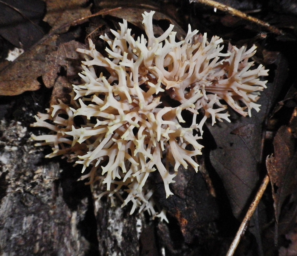 clavulina coralloides x scheda