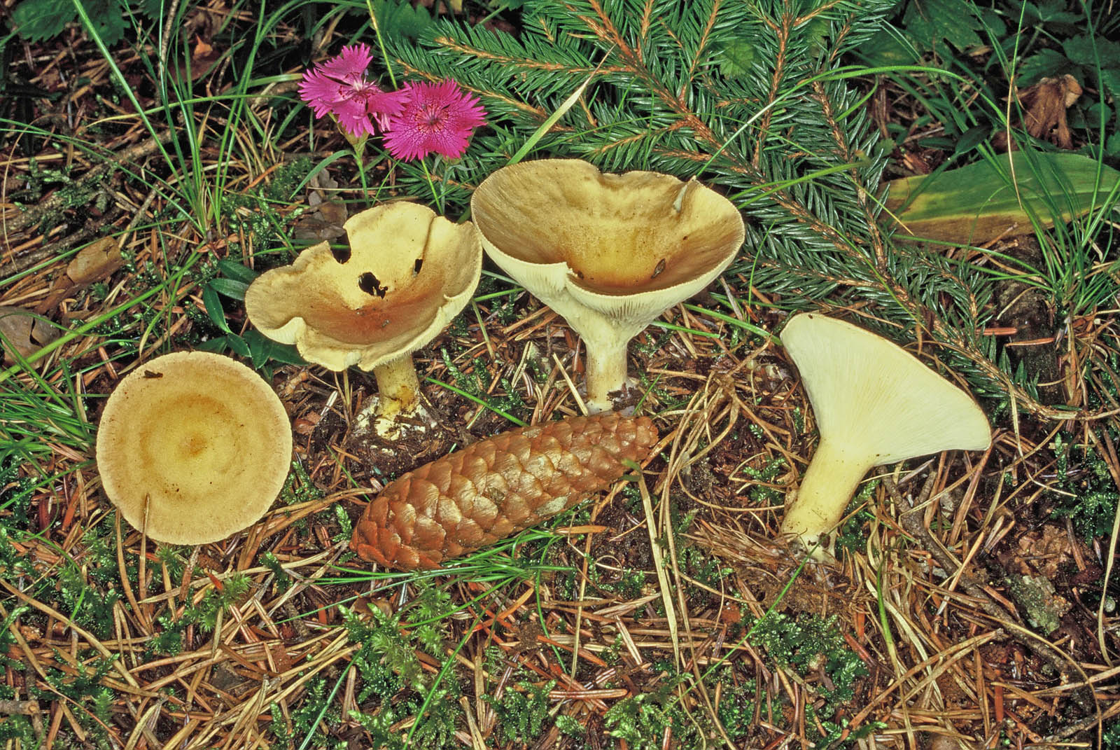 clitocybe gibba 359